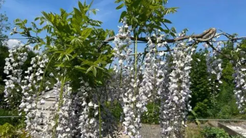 Brantwood's National Plant Collection A close up of white hanging cascades of wisteria and green foliage against a backdrop of blue sky. 