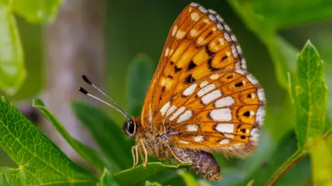 Network Rail A small and orange and brown, Duke of Burgundy butterfly, on a green leaf, with its wings folded up.