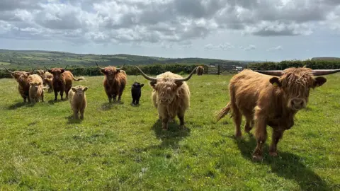 A group of Highland cattle in a grassy field. They are all looking towards the camera. Amongst the group are some young calves.