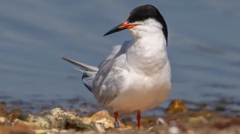 A roseate tern, a white seabird with a navy head, orange beak and feet, standing on pebbles with sea water in the background.