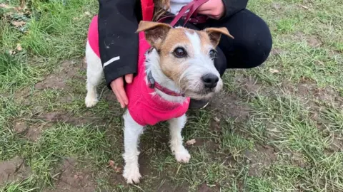 A brown and white Jack Russell terrier dog wearing a pink coat looks at the camera.