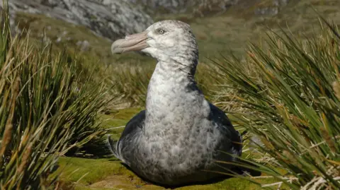 A large bird with dark grey wings and a white speckled chest and long beak sits among long blades of grass