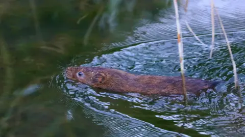 Shaun Ferguson A water vole is swimming in a river. Its nose, eyes and ears are just above the water and you can see the length of its brown body behind.