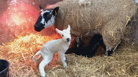 A ewe is nursing a black lamb whilst a white lamb is looking at the camera stood up on all fours. The three animals are in a small pen surrounded by hay and have a heat lamp for warmth.