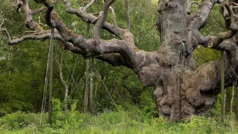 Ben Andrew/ RSPB Supports were installed to protect the oak's large, sprawling branches