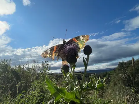 Keith Milne A close up of a butterfly with its wings spread, landing on a thistle