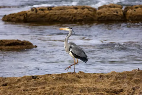 Zara Macdonald A grey heron stands on one leg, on rocks next to water.
