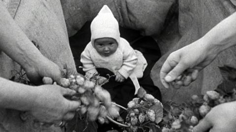 A young child in white looks on as people pick hops.