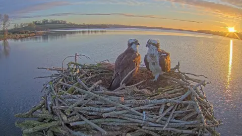 LEICESTERSHIRE AND RUTLAND WILDLIFE TRUST Two adult osprey sit on the Manton Bay nest at Rutland Water which is made up of lots of twigs. The nest is high up in the air. Water is seen behind them.