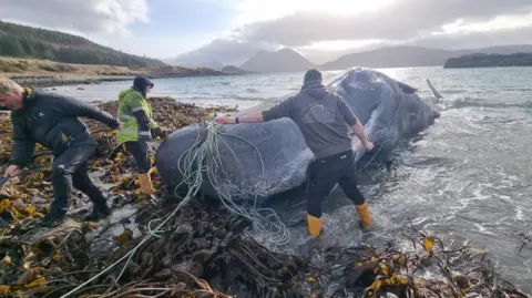 BBC Three volunteers remove a long pieces of rope from the whale. The animal is lying to one side out of the water. The shoreline is covered in seaweed and in the  distance are hills of Skye.