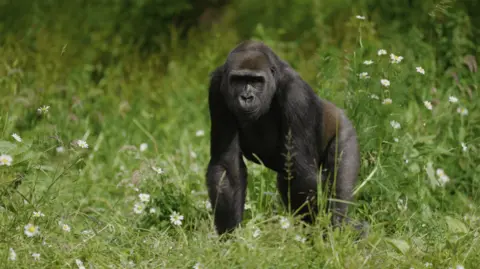 Harding-Lee Media A female gorilla in a grassy area, looking towards the camera.
