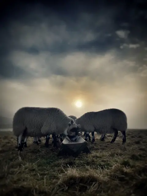 Hazel Hood Sheep eat from a trough with the sun in the background