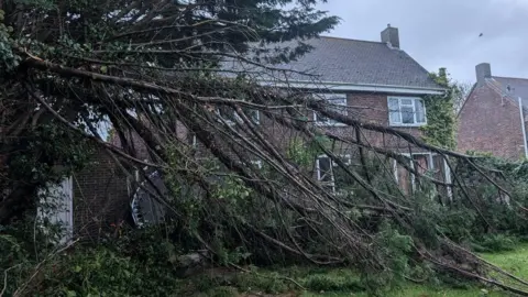 Becky Mason Tree crashed from left to right across a garden with trampoline and house behind