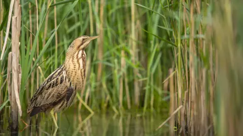 Ben Andrew/RSPB/PA Media A Eurasian bittern or great bittern bird among wetland reeds.