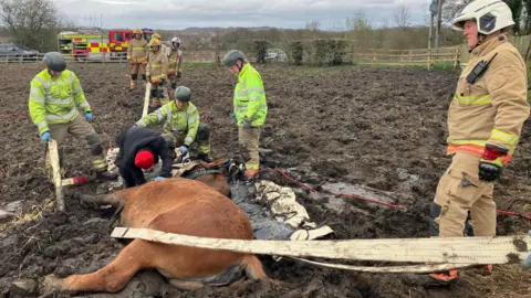 CDDFRS A back view of the horse stuck on its side in the mud. It is surrounded by firefighters in high-vis jackets. The horse is brown, but its feet are blackened from being in the mud.