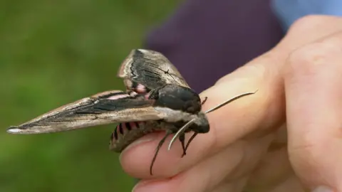 A close-up picture of a large privet hawk-moth with pink and black striped body, sitting on the hand of the author of a new book called the RSPB Everyday Guide to British Wildlife.