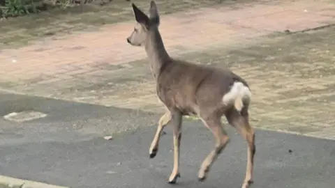 Supplied A deer walking on a housing estate pavement next to a brickwork driveway.