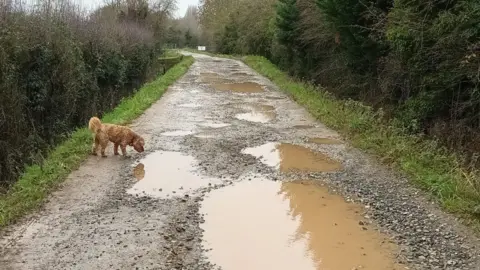 Jo Atkinson A brown dog sniffing a puddle. A long walkway with several puddles can be seen, with green shrubs on either side.