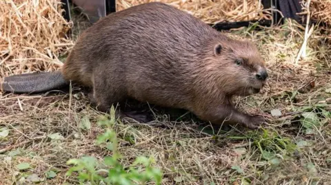 National Trust Images/Paul Harris A beaver walking across some grass. There is some straw in the background.
