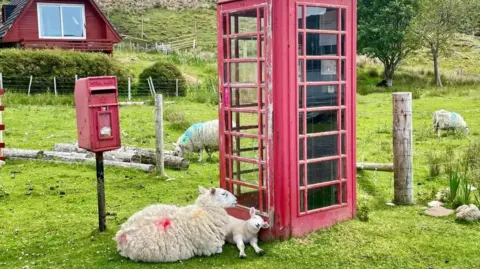 Alison McCaig A red telephone booth and a red post box with a lamb and sheep leaning against it