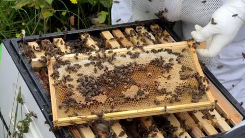 Bees fly and crawl over the honeycomb held over a beehive