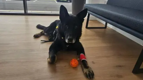 Thin Blue Paw Foundation The image shows a black German Shepherd dog lying on a wooden floor.
Through a window a car park with several vehicles and low industrial-style buildings can be seen. The dog is lying down facing the camera, with its front legs extended forward. One of the front legs has a red bandage wrapped around the lower part. There is a small orange ball with black speckles, between its front legs.