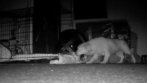 Gail Bennie A night time view of Seth creeping to a crate. He is low to the ground and looks very nervous.