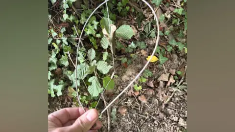 Handout A hand holds a large loop of silver-coloured wire attached to a wooden stake among ivy, brambles and leaf litter on a woodland floor. The wire forms two wide loops and is positioned beside low vegetation and exposed soil.