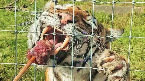 Lincoln Zoo A tiger is enjoying devouring a huge lump of raw meat on a stick, as it is given to her through a fence, in an outside enclosure.