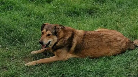 Sian Kane is a sandy and brown dog on the grass and its tongue outside and it looks calm