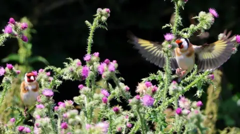 Dan Seaham Harbour Lad Two goldfinches alighted upon thistle plants. The bird on the right has its wings outstretched for landing or taking off, and the one of the right is settled upon a stem. The purple thistle heads and green foliage are a stark contrast to the dark background of the image.