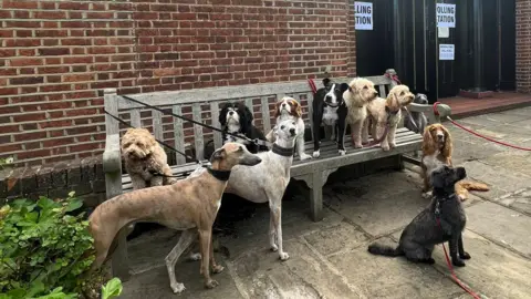 Anna Skipwith/@hellosocialLdn Eleven dogs outside a polling station