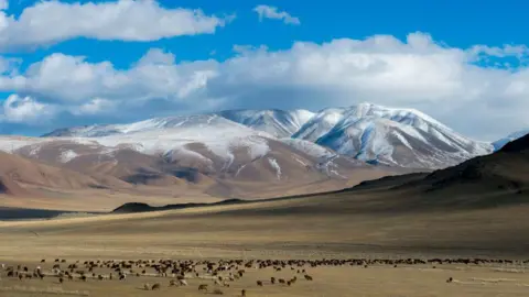 Getty pictures of a herd of sheep grazing in the Tai Mountain Valley. Snow mountains in the background, with a green valley in the front, and a blue sky with some clouds. It gives the impression of a wide and isolated area.