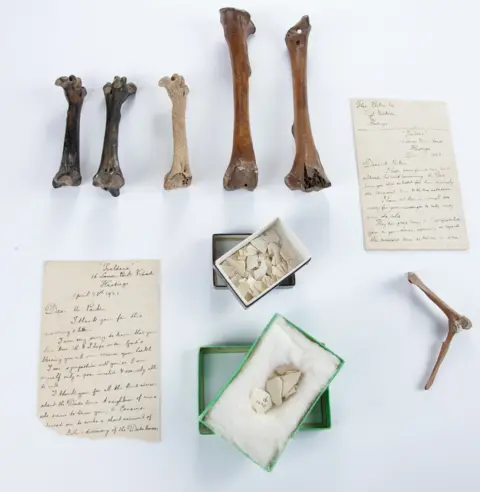 Summers Place Auctions Sets of bones and shells, as well as two letters, are flat laid on a white background. 