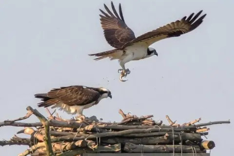 Sion Emlyn Davies Two adult ospreys in a nest. One is perched on the top of the wooden nest, the other has just taken off. The birds have white heads and legs, and have brown and black bodies. The photo is taken on a sunny day.