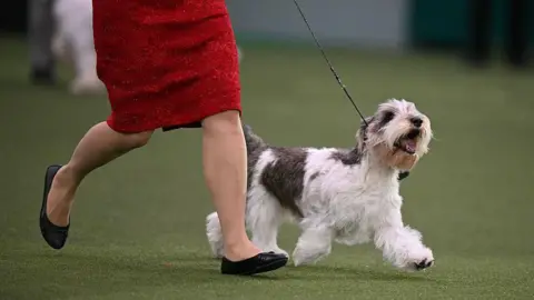AFP via Getty Images Petit basset griffon vendeen Meghan was awarded 'reserve dog'