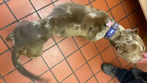 RSPCA Pocket bully dog