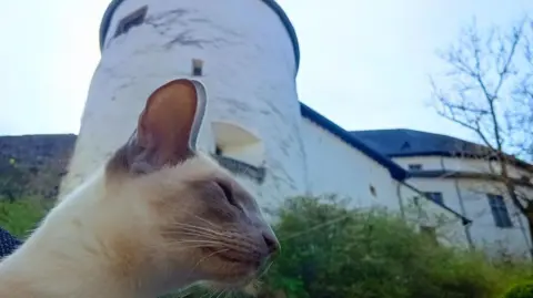Magda Orpel Felix the cat in front of a building in Luxembourg