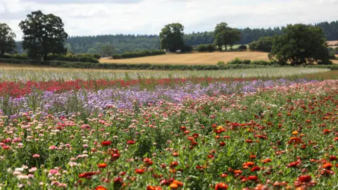 Shropshire Petals A field with lots of pink and red flowers and more fields and trees in the background