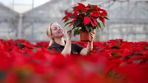 A woman holds a red poinsettia above the raised beds. She is smiling, examining the leaves. All around her are red poinsettias