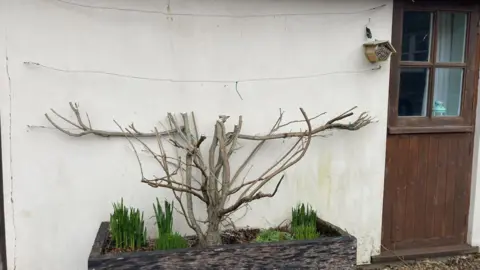Katy Gordon-Quayle A wisteria severely cut back, standing against a white wall with a door to the right.