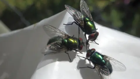 Three Flies on plastic food packaging outdoors