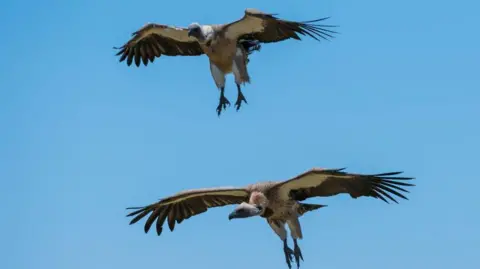Universal Images Group via Getty Images Two white-backed vultures in flight.