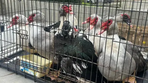 A group of muscovy ducks in a dog crate. The crate is on a concrete ground. In the background is a driveway with a van and some bushes. 