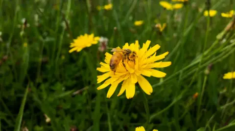 PA Media A bee is collecting pollen from a dandelion flower in a meadow. Its head is covered in yellow pollen.