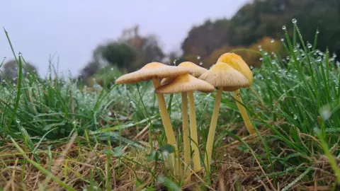 Five small fungi are in the middle of a field. The photograph is taken from a low angle and the grass is holding glistening rain drops. In the distance you can see a green row of trees under a grey overcast sky.