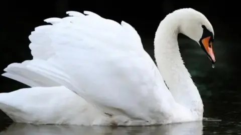 White swan on water with its wings tucks to its side and a drop of water hanging from the end of its beak.
