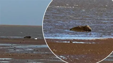 A picture of a beach through binoculars, with a shape in the distance that looks like a seal but is actually a rock.