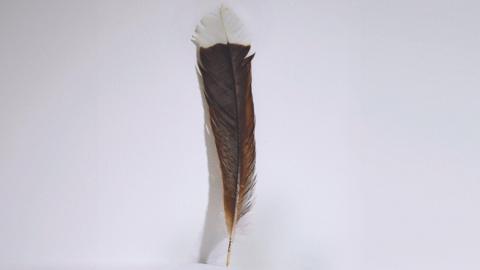 huia bird feather