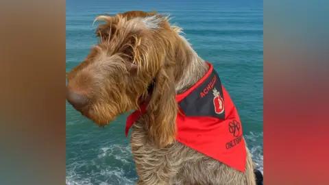 Rachael Hyde Achilles, a brown Italian Spinone, looks over his shoulder as he wears a red Royal Navy neckerchief with his name on it on a boat. The blue sea can be seen behind him.